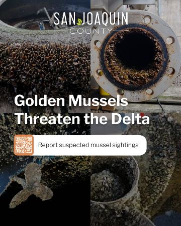 Picture of pipes clogged with golden mussels.